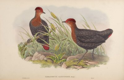 Haematortyx sanguiniceps von John Gould